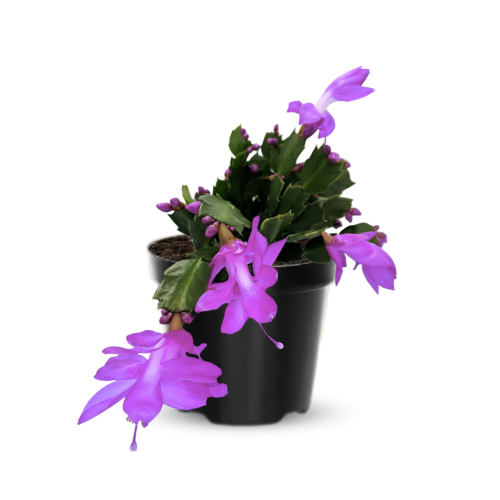 6c954409bd39c08cf3c0718e8b0fe90f.png